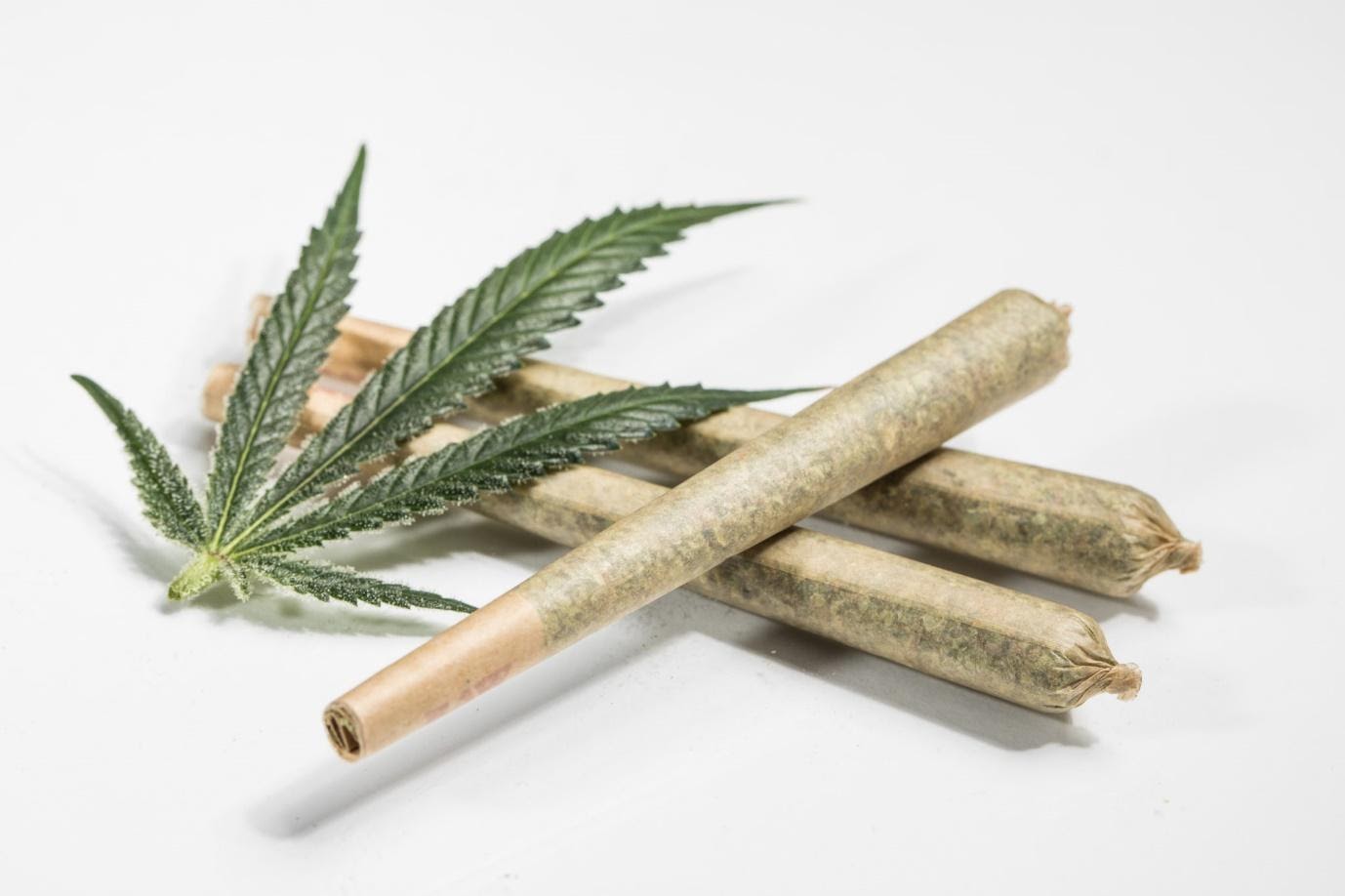 Things You Need to Know About CBD Pre Rolls - MoneyPiP