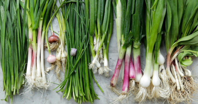 The Top Green Onion Substitute | Top 8 Benefits of Green onion Substitute.