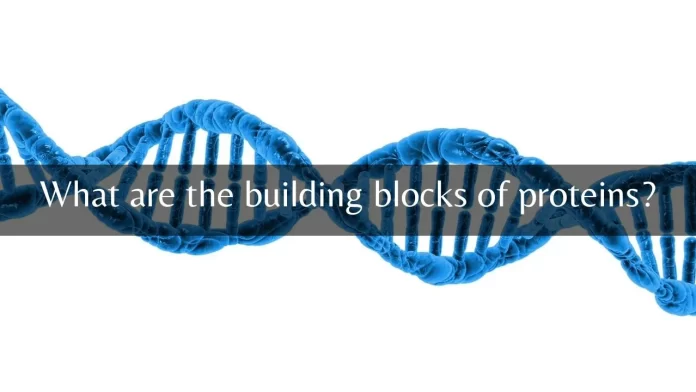 what are the building blocks of proteins